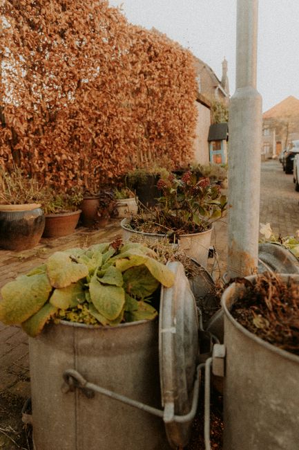 The image depicts a series of metal flower planters positioned along a street sidewalk, each overflowing with various healthy green and reddish foliage plants, including leafy greens with some signs o