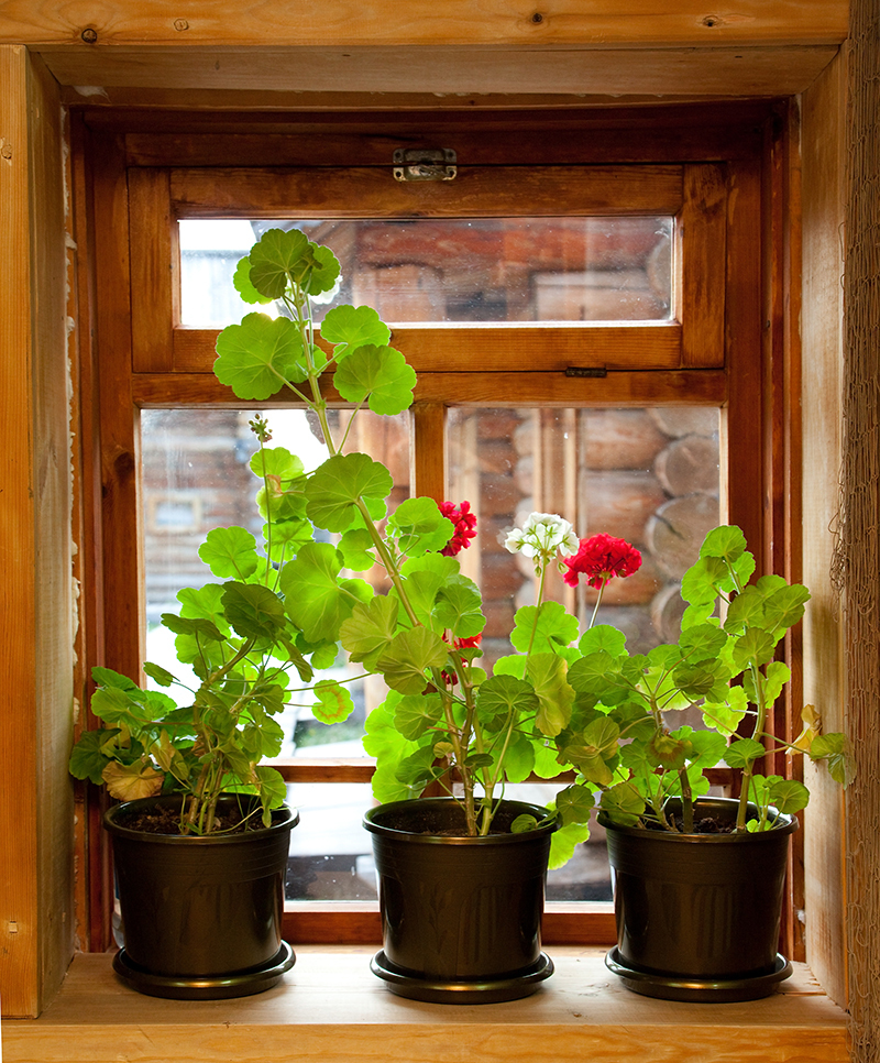 flowers / the flowers flowers / tiny flowers