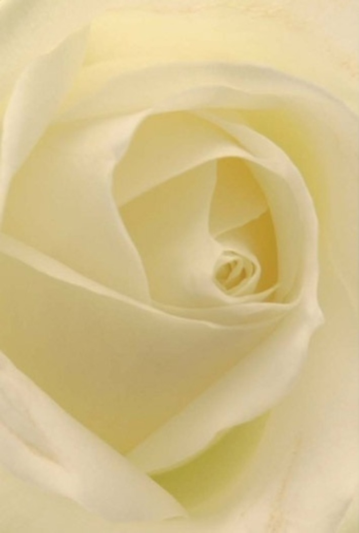 Viewed up close, this classic white rose epitomizes the tranquil grace found in Chessington's hidden green spaces. Each petal blends seamless shades of pure white and warm cream, with subtle hints of light echoing through its soft, velvety layers. The effect is as if the bloom itself is touched by an early sunbeam, its inner spiral glowing with serene purity. The rose's composition highlights not just the symmetry of nature but also the practiced expertise of a florist familiar with every nuance of floral expression. In Chessington, this kind of bloom is perfect for heartfelt gestures-a romantic message shared beside the Hogsmill River, or perhaps an elegant centrepiece adorning an intimate gathering at a local venue. The nearly flawless core suggests unspoken resilience and pure intent, while the surrounding petals, arranged with such care, bring subtle depth and beauty to the composition. Light and shadow play gently across the petals, echoing the shifting skies over the Chessington countryside. Even in stillness, there's a suggestion of soft fragrance, clean and ethereal, as if conjured by the flower itself. It's a rose thoughtfully shaped by both nature and local tradition, offering comfort, celebration, or remembrance with every gentle curve.
